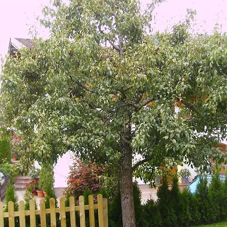Haus Sonnenschein Flachau